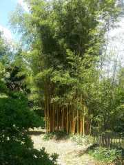 bambouseraie_18_06-91