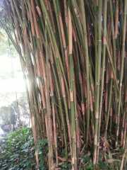 bambouseraie_18_06-92