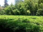 bambouseraie_18_06-93