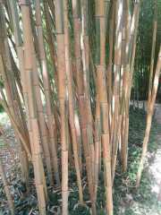 bambouseraie_18_06-95