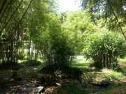 bambouseraie_18_06-96