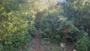 Corconne_24_11-94