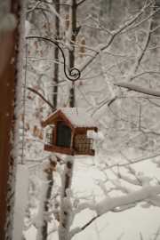 CabinFall_129