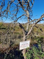 Cougourlier_23_11-51