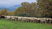 Bonperrier_24_11-201
