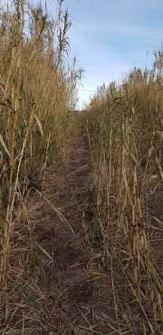 19_01_13_Lunel_Canal-6