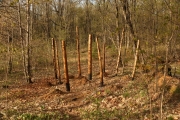 Abri à bois, mise en place des piliers