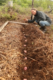 Plantation de pommes de terre!
