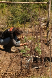 Plantation