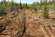 Plantation