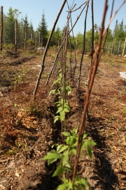 Plantation