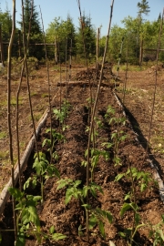 Plantation