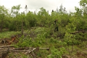 Opération nut trees!!