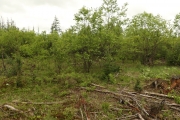 Opération nut trees!!