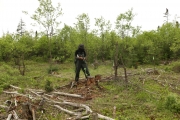 Opération nut trees!!