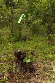 Opération nut trees!!