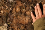 Empreinte d'ours