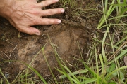 Big foot est dans la forêt
