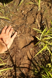 Big foot est dans la forêt