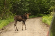 Elan sur la route