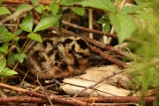 Poussin de bécasse
