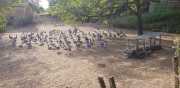 PERIGORD_J03-13