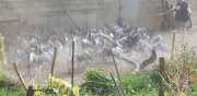 PERIGORD_J03-9