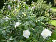 MANOIR-14