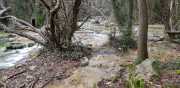CLARET_LAURET-125