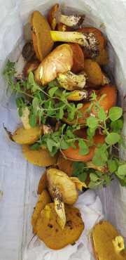 HORTUS_2-24