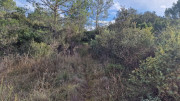 Montpezat_24_01-115