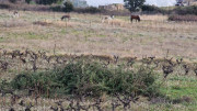 Montpezat_24_01-120