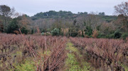 Montpezat_24_01-84