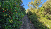 Prime_Combe_24_10-22