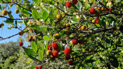 Prime_Combe_24_10-66