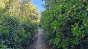 Prime_Combe_24_10-67