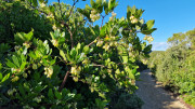 Prime_Combe_24_10-74