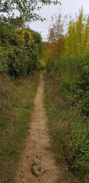 NEBIAN_2020-6