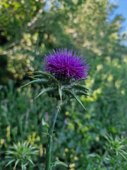 Marsillargues_25_05-56