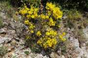 PIC_ST_LOUP-61