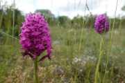 MAURICE_21_06-105
