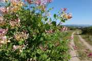 MAURICE_21_06-5