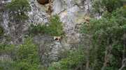 St_GUILHEM_21_03-80
