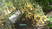 AZUR_22_J05-37b
