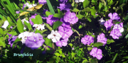 AZUR_22_J05-50a