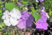 AZUR_22_J05-50b