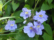 Azur_22_J05-51