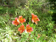 Azur_22_J05-7