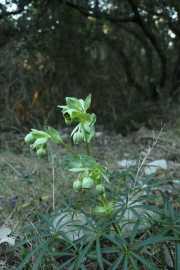 CLARET_LAURET_22_01-20