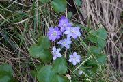 ANJEAU_22_03-57